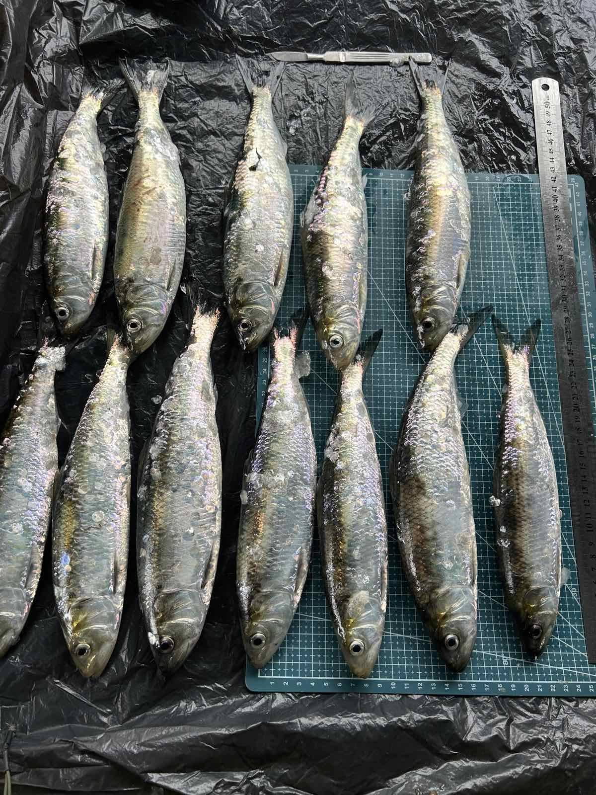 На Дунаї в цьому році зайнялися промисловим виловом річкової креветки