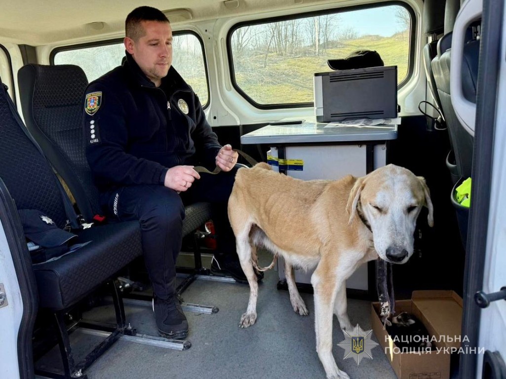 В Одеській області пенсіонер з рушниці поранив безпритульну собаку та вбив п'ятьох цуценят