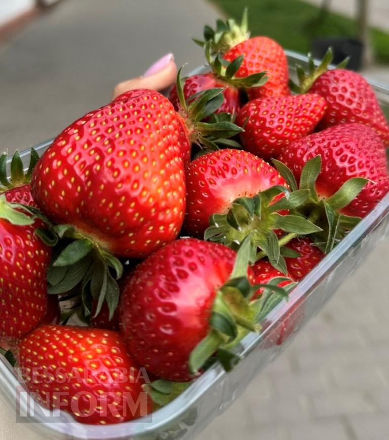 Сезон полуниці в Бессарабії цього року може стартувати пізніше: що відомо