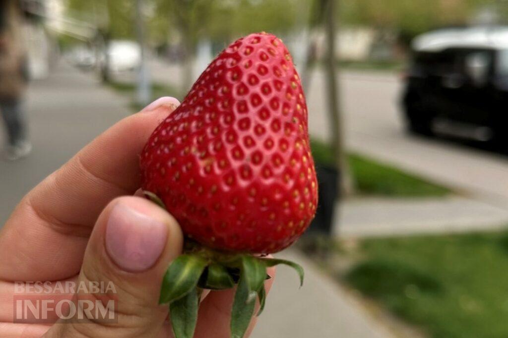Сезон полуниці в Бессарабії цього року може стартувати пізніше: що відомо