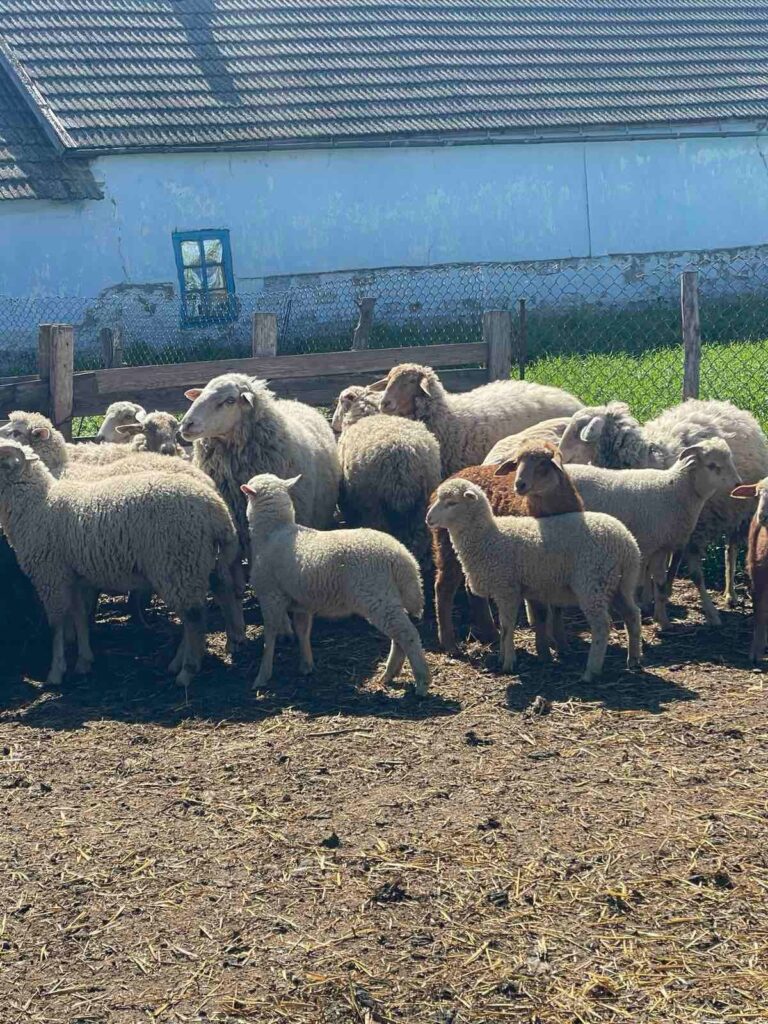 Як у Кілійській громаді зберігають культуру традиційного вівчарства