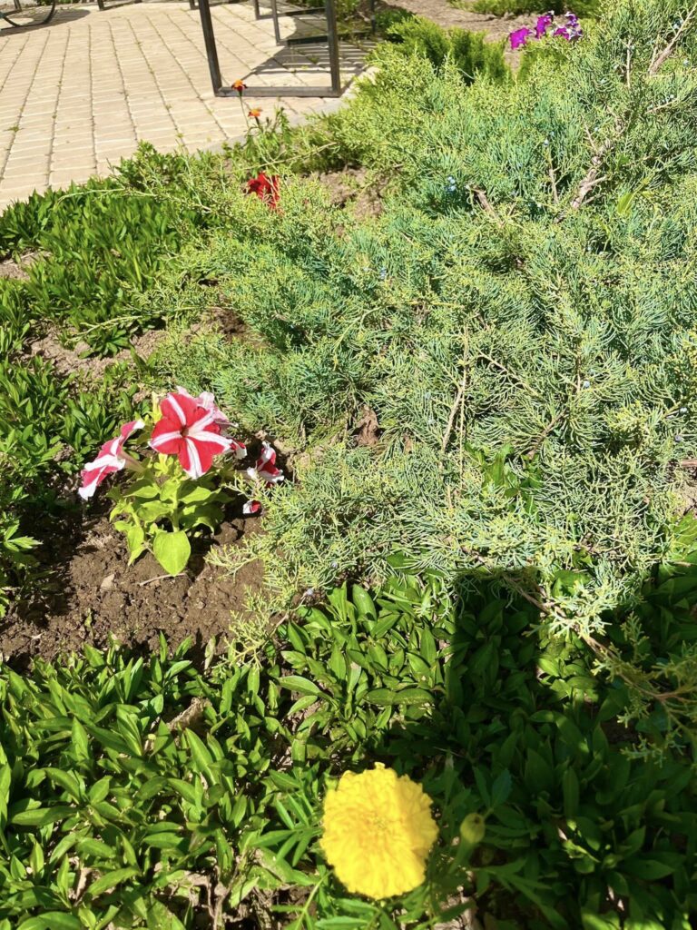 Унікальне шкільне подвір’я в Кілії перетворили на простір живої енергії