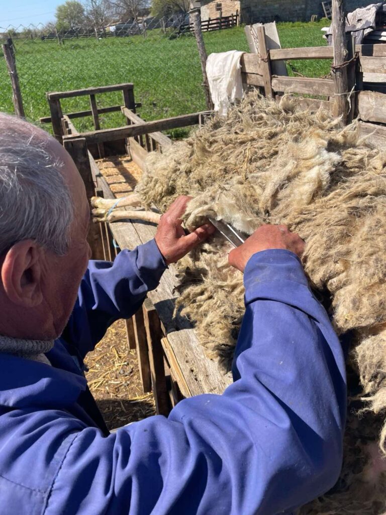 Як у Кілійській громаді зберігають культуру традиційного вівчарства