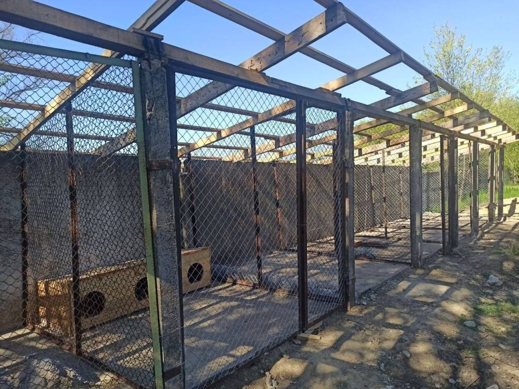 Арцизька громада намагається власними силами вирішити проблему з безпритульними тваринами