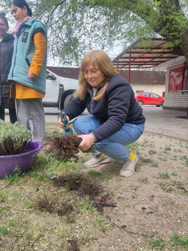Лавандовий розквіт: як Татарбунари перетворюються на «український Прованс»