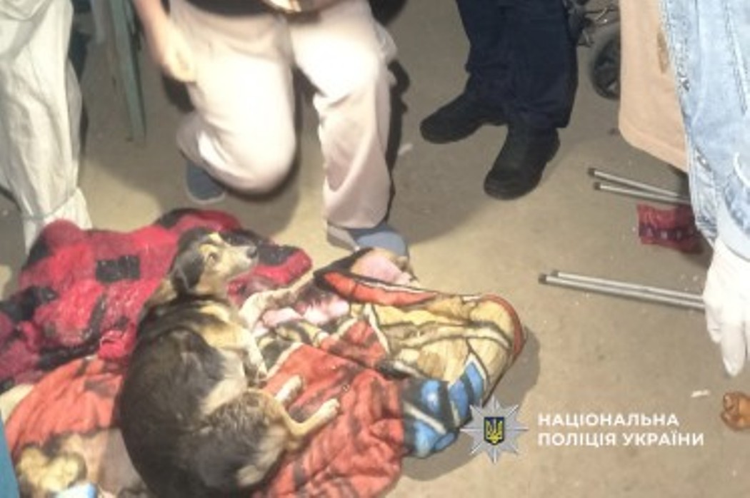 У Білгород-Дністровському районі чоловік стріляв у собаку сусідки