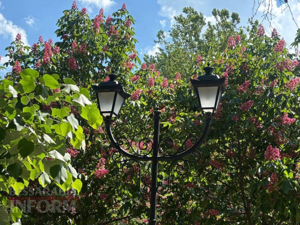 Сезонне диво в Ізмаїлі: у Клушинському сквері розквітли рідкісні рожеві каштани