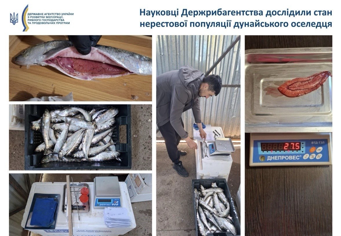 Дунайський оселедець: науковці дослідили міграцію найціннішої риби Чорноморського басейну