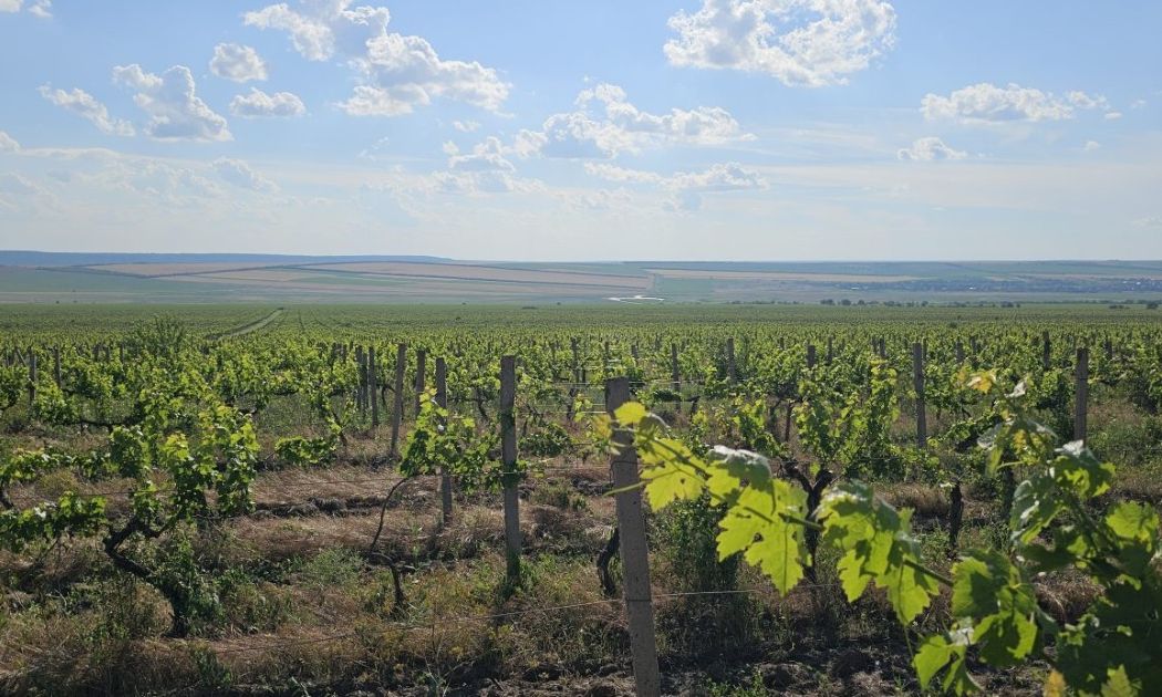 Українські традиції виноробства, зокрема Бессарабії, претендують на статус культурного надбання на рівні ЮНЕСКО