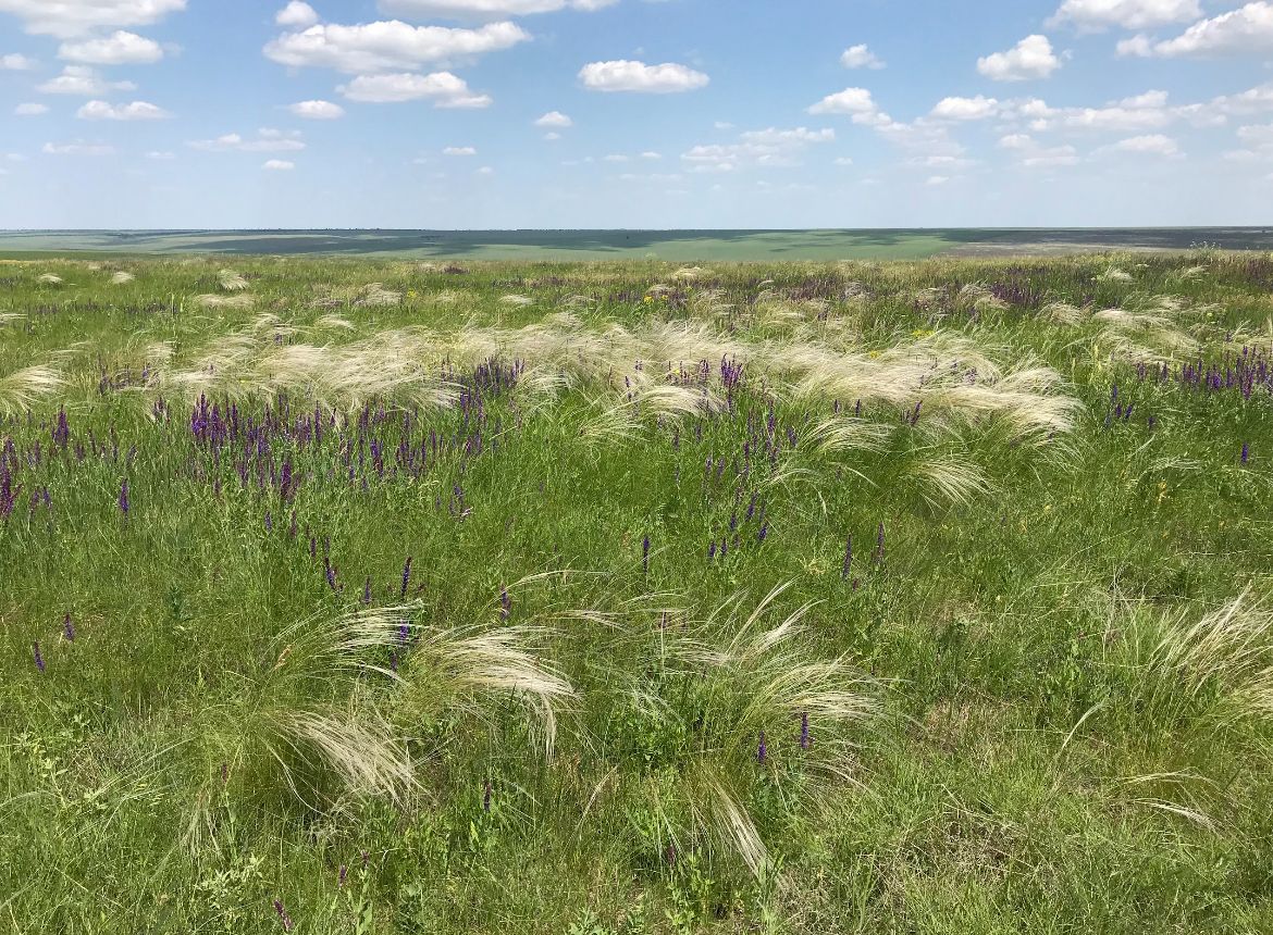 У Тарутинському степу відновлюють пошкоджені ділянки