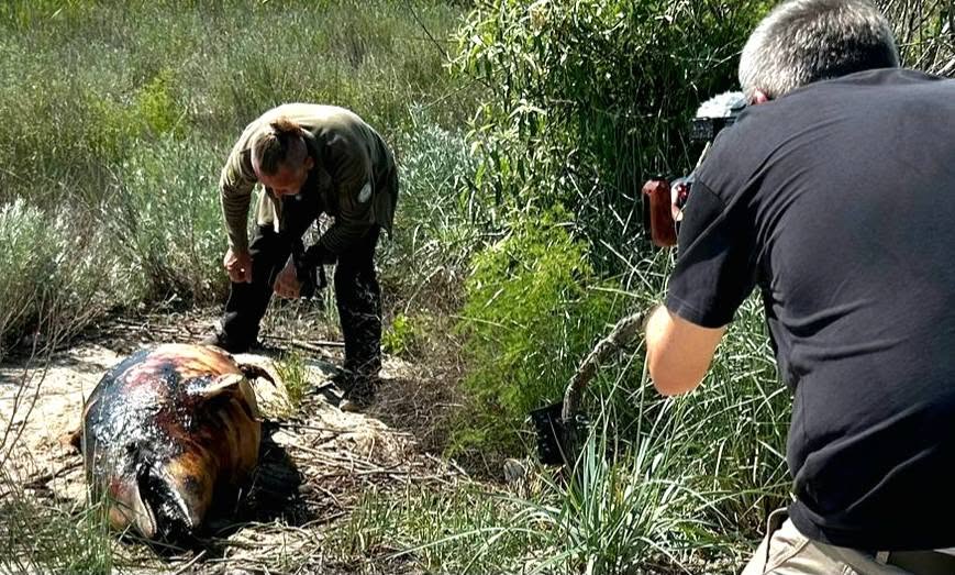 Німецькі журналісти зафіксували масову загибель дельфінів у нацпарку Одещини