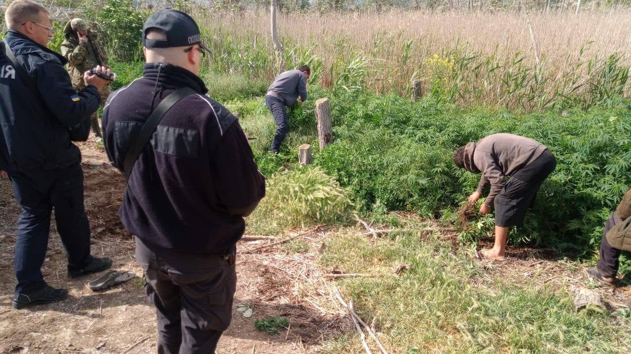 Як наукова експедиція викрила плантації наркобізнесу на території нацпарку Одещини