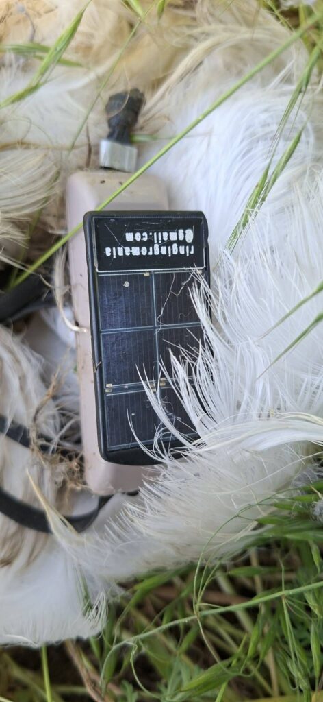Останній сигнал привів до трагічної знахідки: на півдні Одещини виявили рештки рідкісного червонокнижного птаха