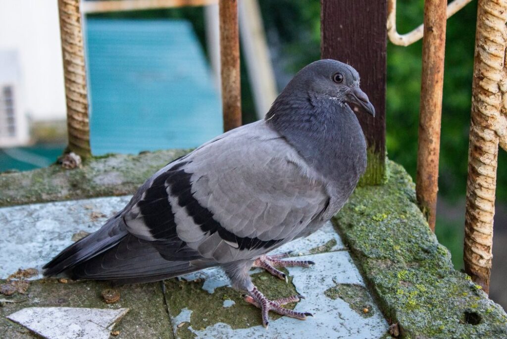 У Кілії фотографиня врятувала та зафільмувала етапи зростання голубеня