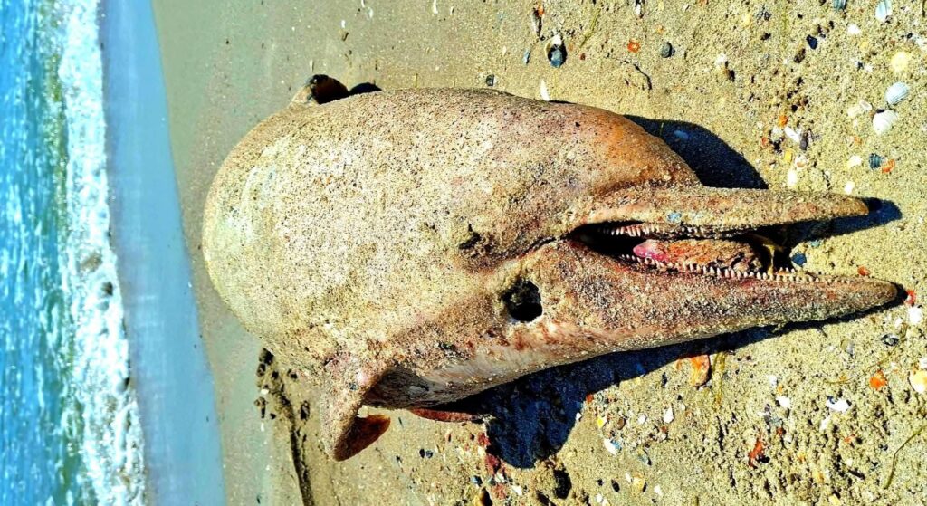 Війна вбиває Чорне море: на узбережжі Одещини за місяць знайшли 56 загиблих дельфінів