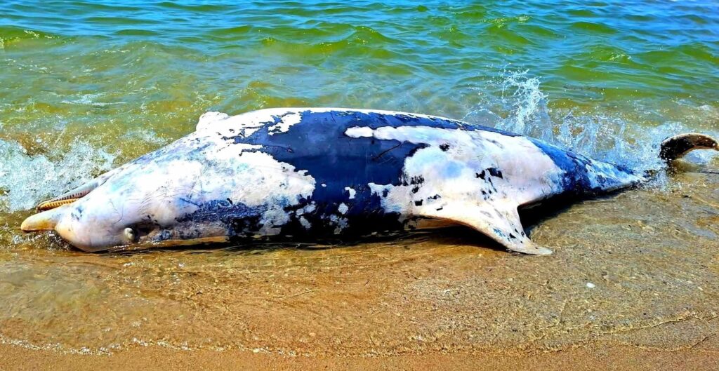 Війна вбиває Чорне море: на узбережжі Одещини за місяць знайшли 56 загиблих дельфінів