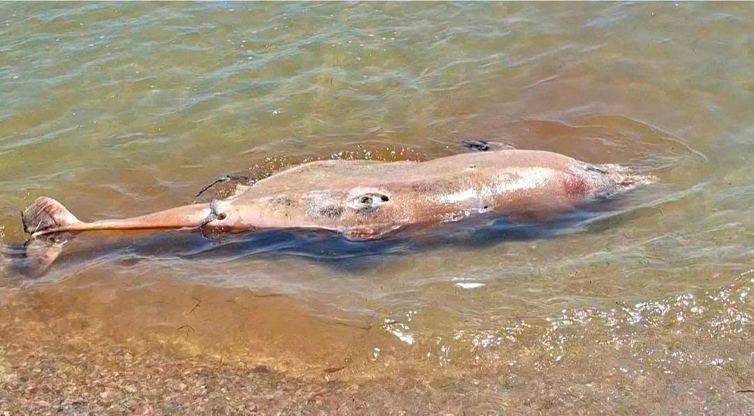 Війна вбиває Чорне море: на узбережжі Одещини за місяць знайшли 56 загиблих дельфінів
