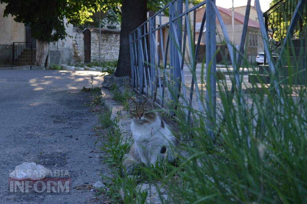 Трояндовий червень в Аккермані: місто, що розквітає біля кожного подвір’я