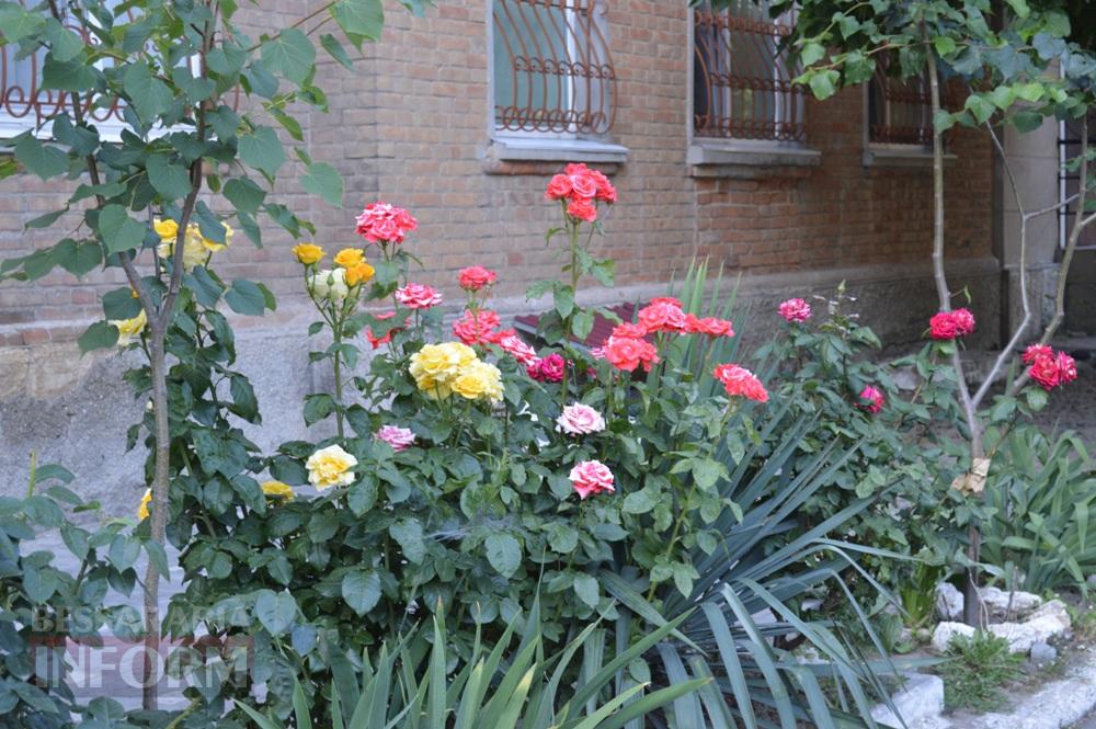 Трояндовий червень в Аккермані: місто, що розквітає біля кожного подвір’я