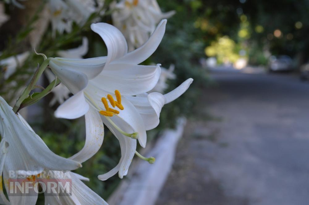 Трояндовий червень в Аккермані: місто, що розквітає біля кожного подвір’я