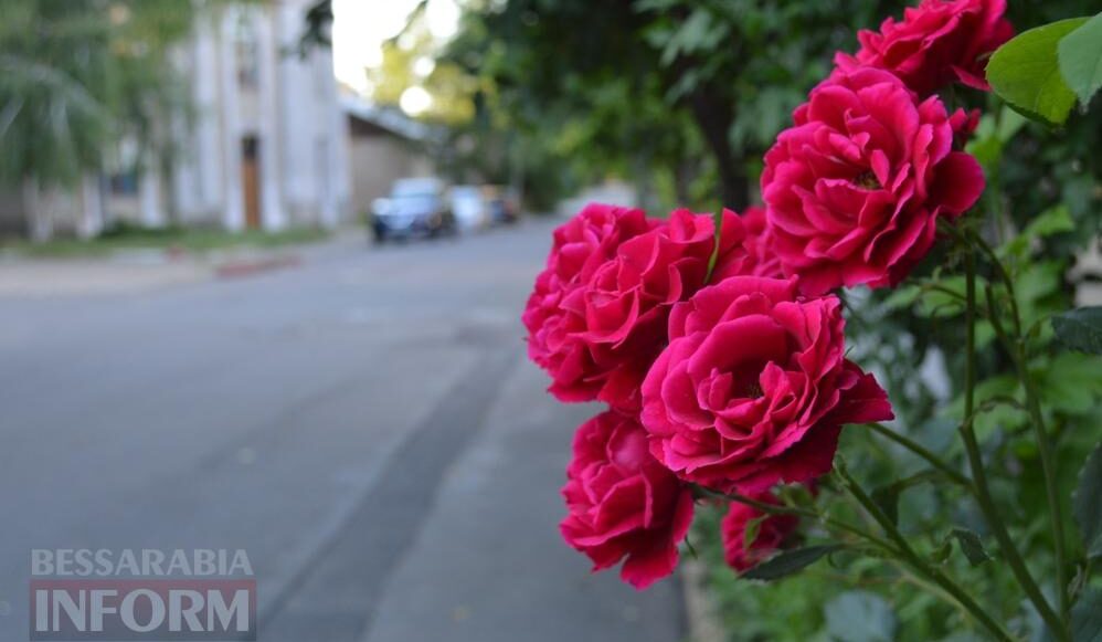 Трояндовий червень в Аккермані: місто, що розквітає біля кожного подвір’я