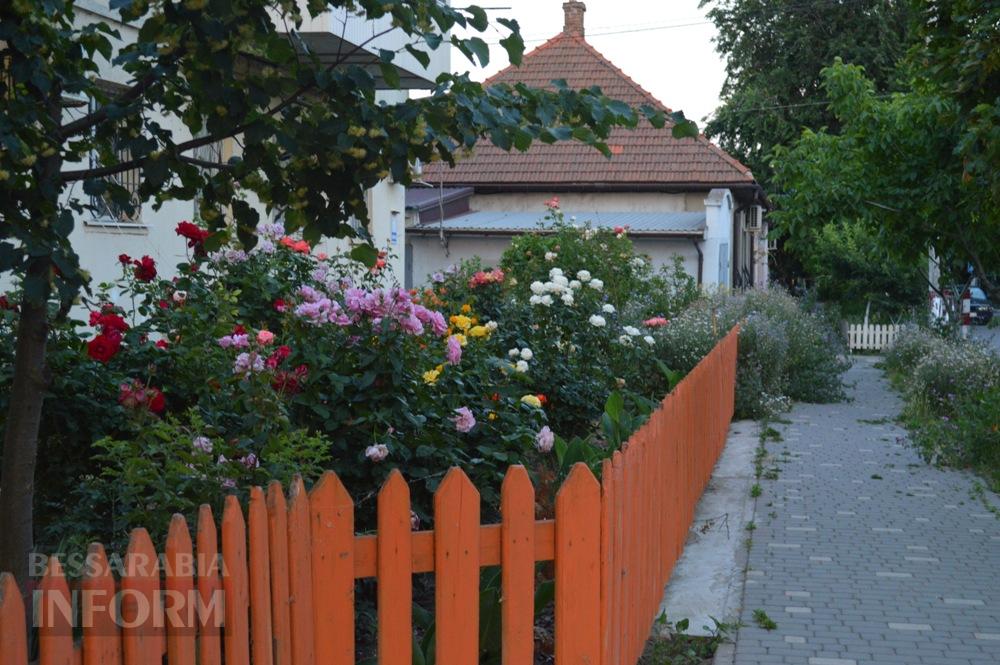Трояндовий червень в Аккермані: місто, що розквітає біля кожного подвір’я