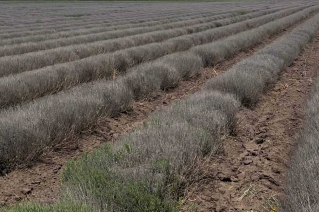 На півдні Одещини висохло найбільше в Україні лавандове поле, відоме фотосесіями