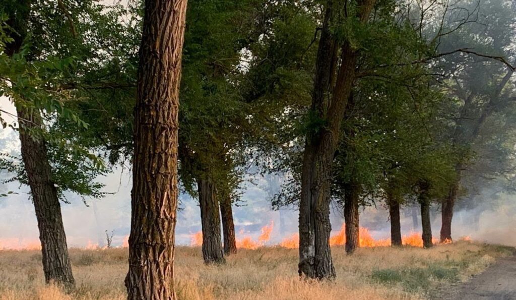 В Арцизькій громаді між річками Чага та Когильник палала лісопосадка: вогонь ледь не знищив місцеву екосистему