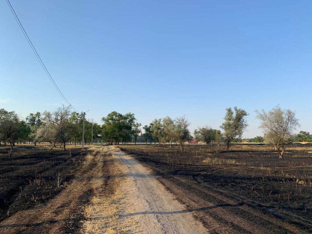 В Арцизькій громаді між річками Чага та Когильник палала лісопосадка: вогонь ледь не знищив місцеву екосистему