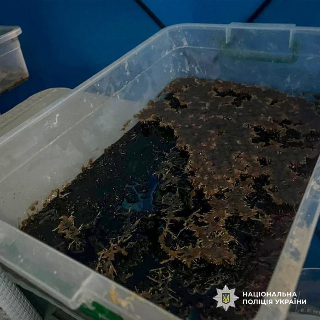 23-річна мешканка Одещини організувала наркосиндикат у п’яти областях