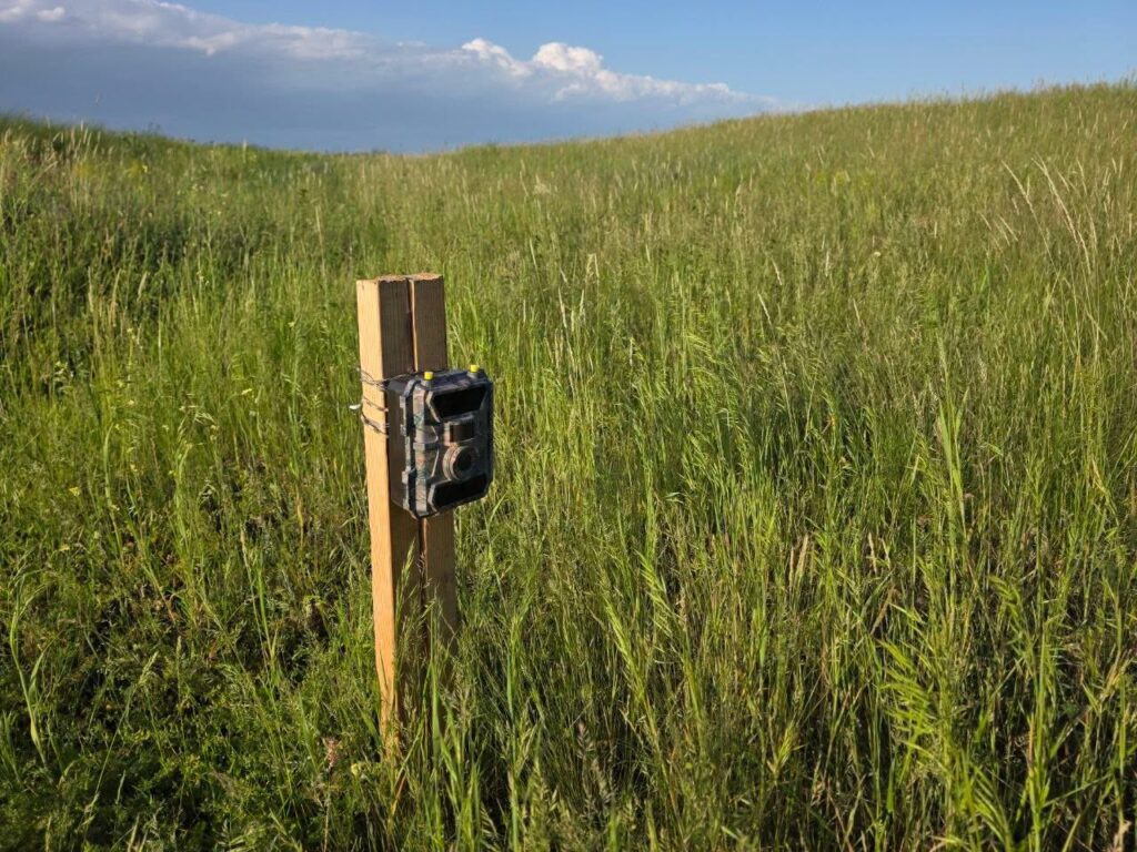 У Тарутинському степу за допомогою фотопасток зазирають у приховане життя дикої природи