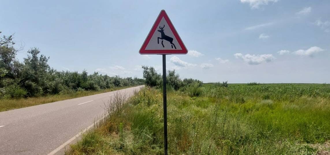 На трасі Приморське – Вилкове водіїв попереджають про несподіваних “учасників руху”