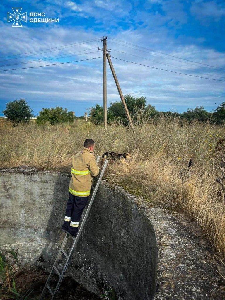 У Болградському районі з глибокої пастки діставали чотирилапого улюбленця