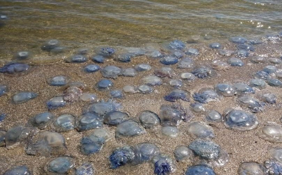 Через війну та біоцикли у прибережній зоні Чорного моря зафіксовано масову загибель медуз