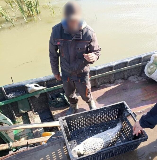 Незаконний вилов червонокнижного лосося у Дунайському заповіднику обійшовся двом рибалкам у десятки тисяч гривень