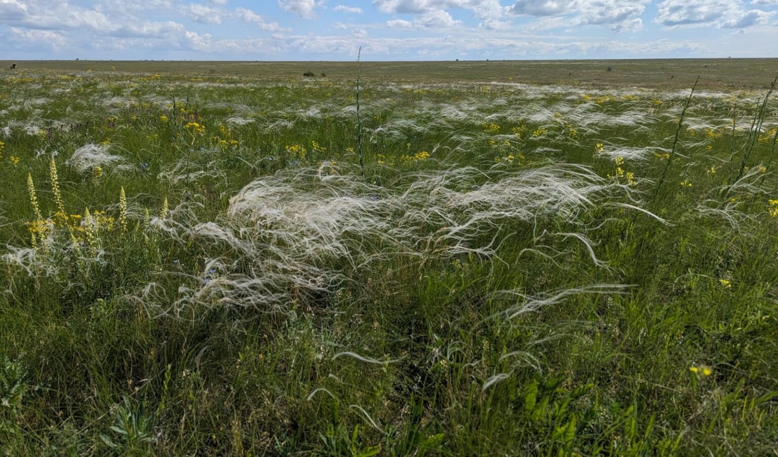 На Болградщині стартував проєкт із відновлення пасовищ, заснований на досвіді Тарутинського степу