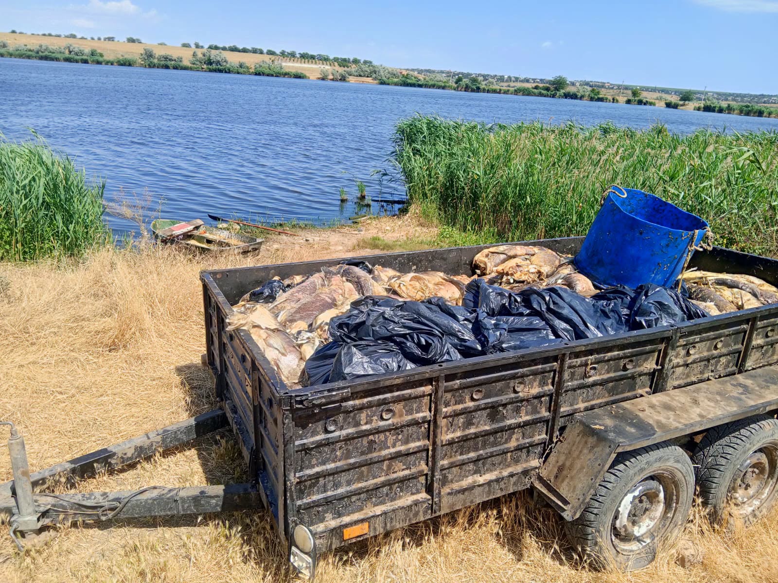 Екологи розслідують масову загибель риби у ставку на Одещині