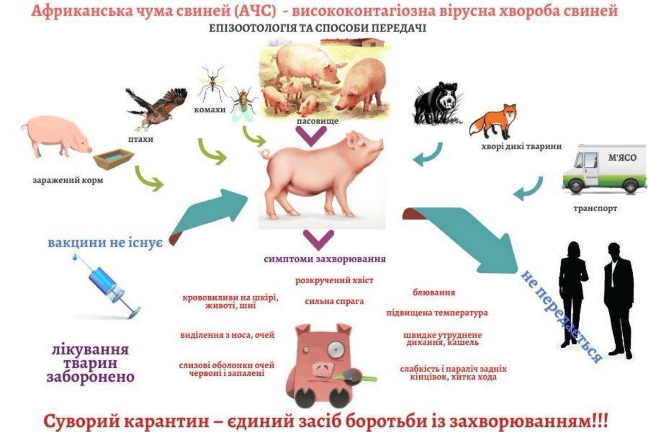 В Ізмаїльському районі вживають заходів для недопущення поширення африканської чуми свиней