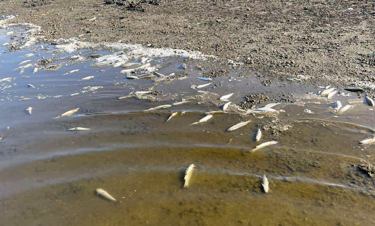 На Хаджибейському лимані зафіксовано масовий замор піленгаса