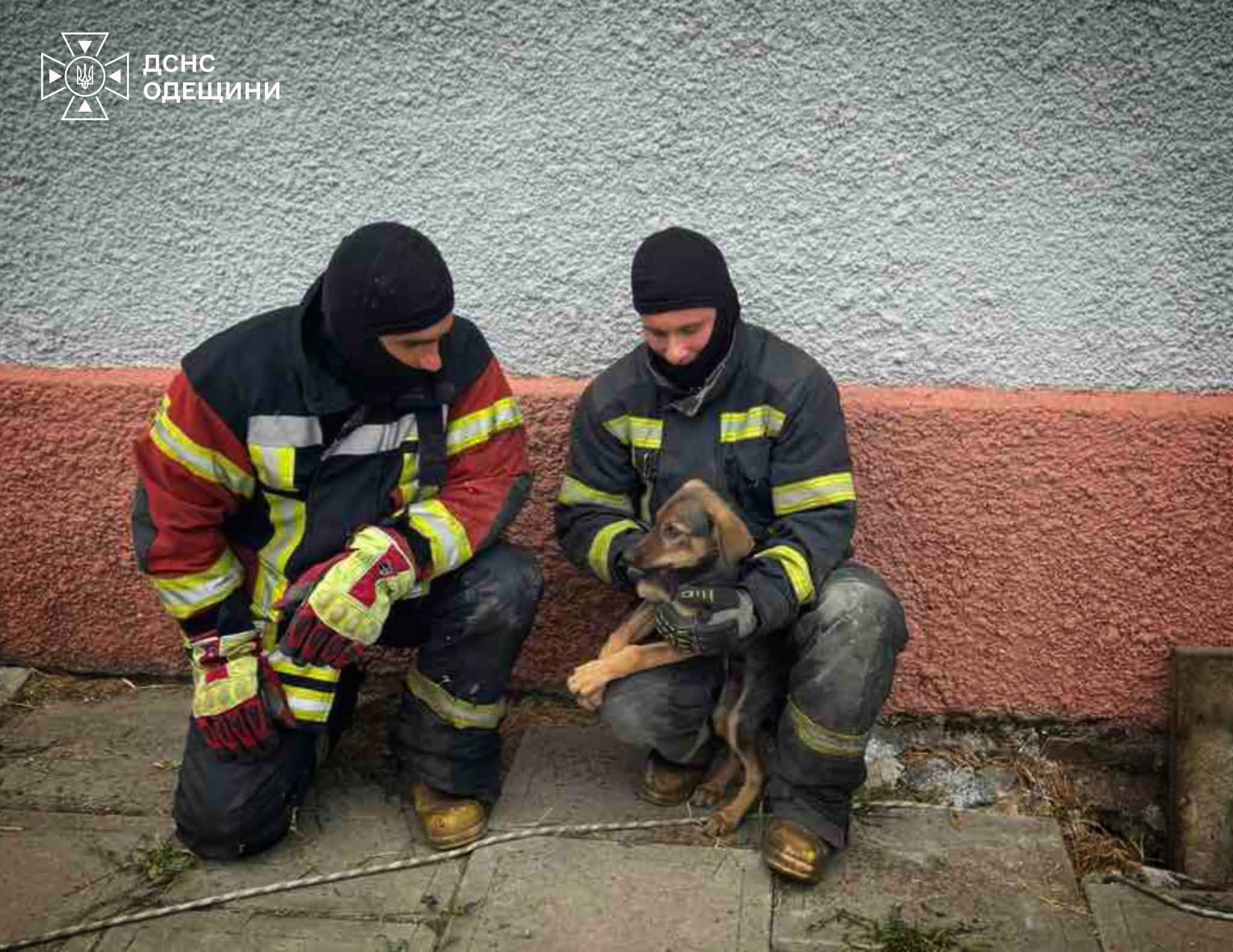 Рятувальники Одещини визволили із пастки цуценя