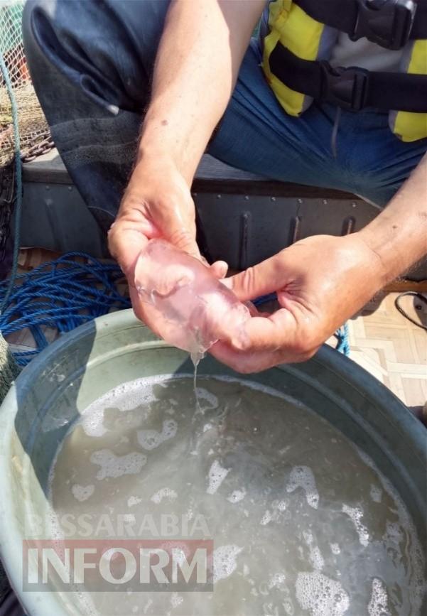 Екологічна аномалія на Ізмаїльщині: чи загрожує морська вода у Дунаї нестачею питної води