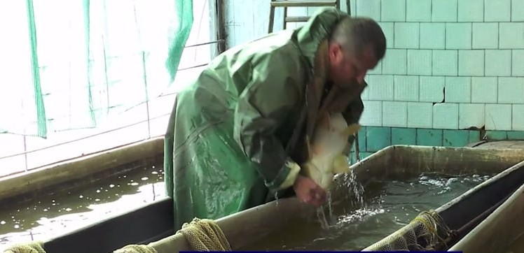 Відродження рибництва на Одещині: унікальний досвід релокованого бізнесу став основою міжнародного проєкту AQUABATOR