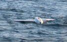 Поблизу газового родовища у Чорному морі поблизу Румунії виявили два російські дрони