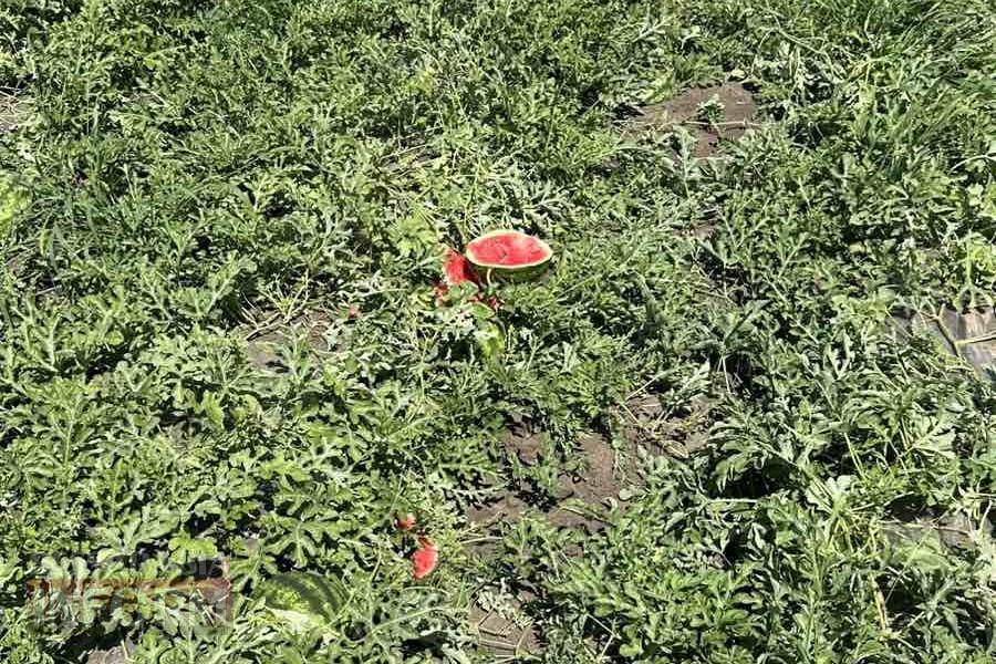 Кавуновий бізнес: як підприємство з Ізмаїльщини ламає стереотипи про «херсонську» ягоду та пробивається крізь цінову кризу