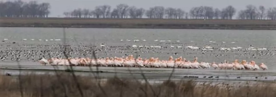 Життя перемагає шум війни: як птахи Тузлівських лиманів готуються до великої міграції