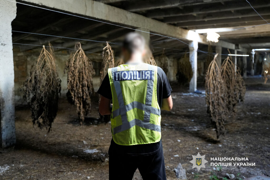 У Болградському районі ліквідували плантацію конопель на 60 мільйонів гривень