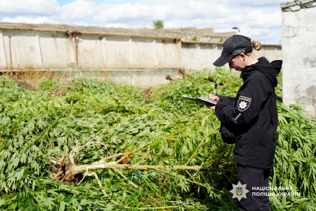 У Болградському районі ліквідували плантацію конопель на 60 мільйонів гривень