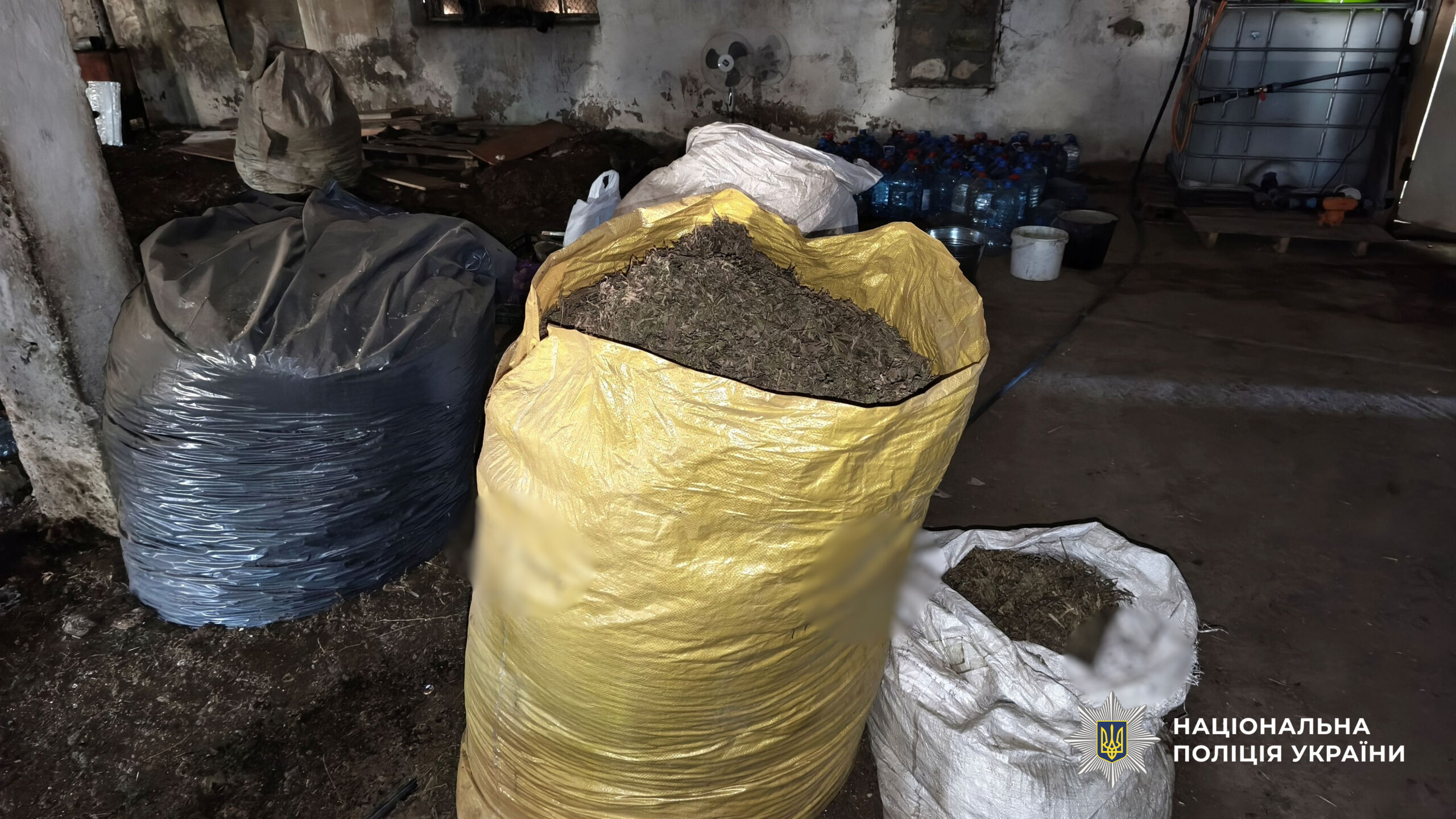 У Болградському районі ліквідували плантацію конопель на 60 мільйонів гривень
