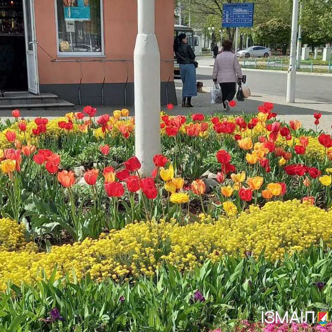 «Садити сьогодні, щоб жити завтра»: як Надія Булгакова понад чверть століття створює квітковий одяг Ізмаїла