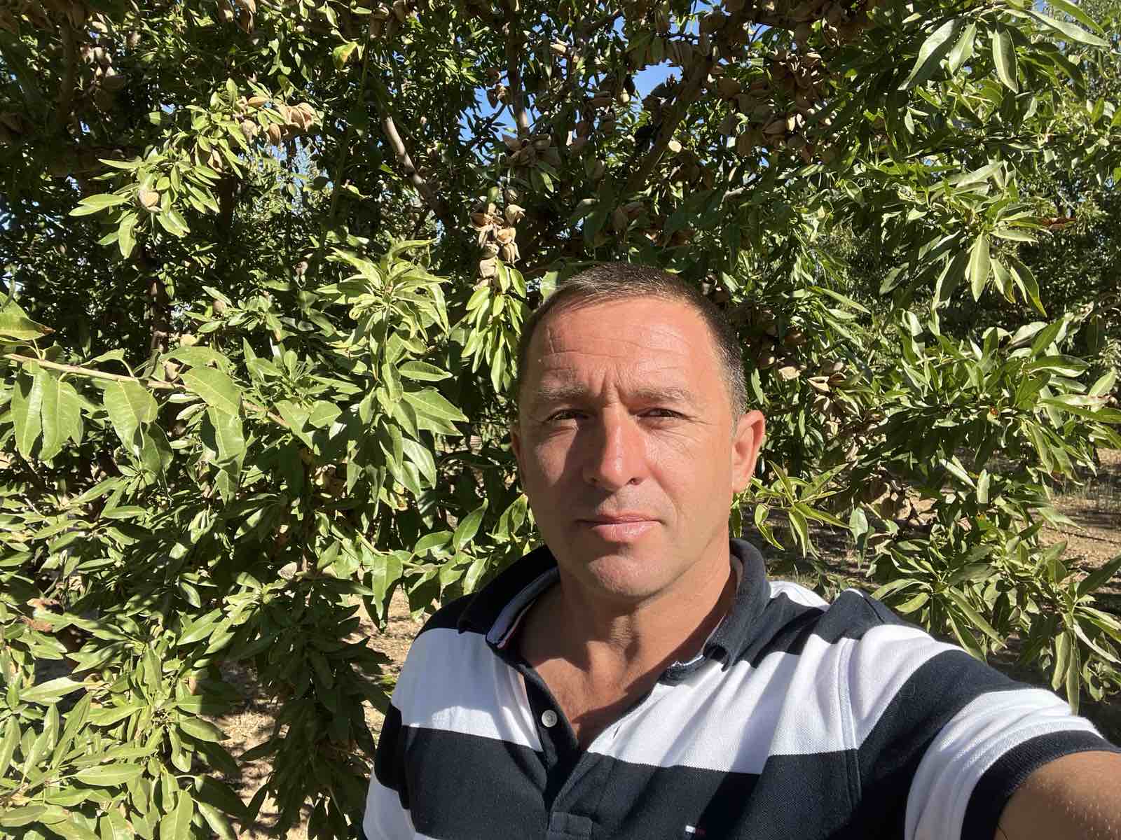 Мигдаль у Бессарабії росте краще, ніж в Іспанії: селекціонер Володимир Балабан розкрив секрети прибуткового бізнесу